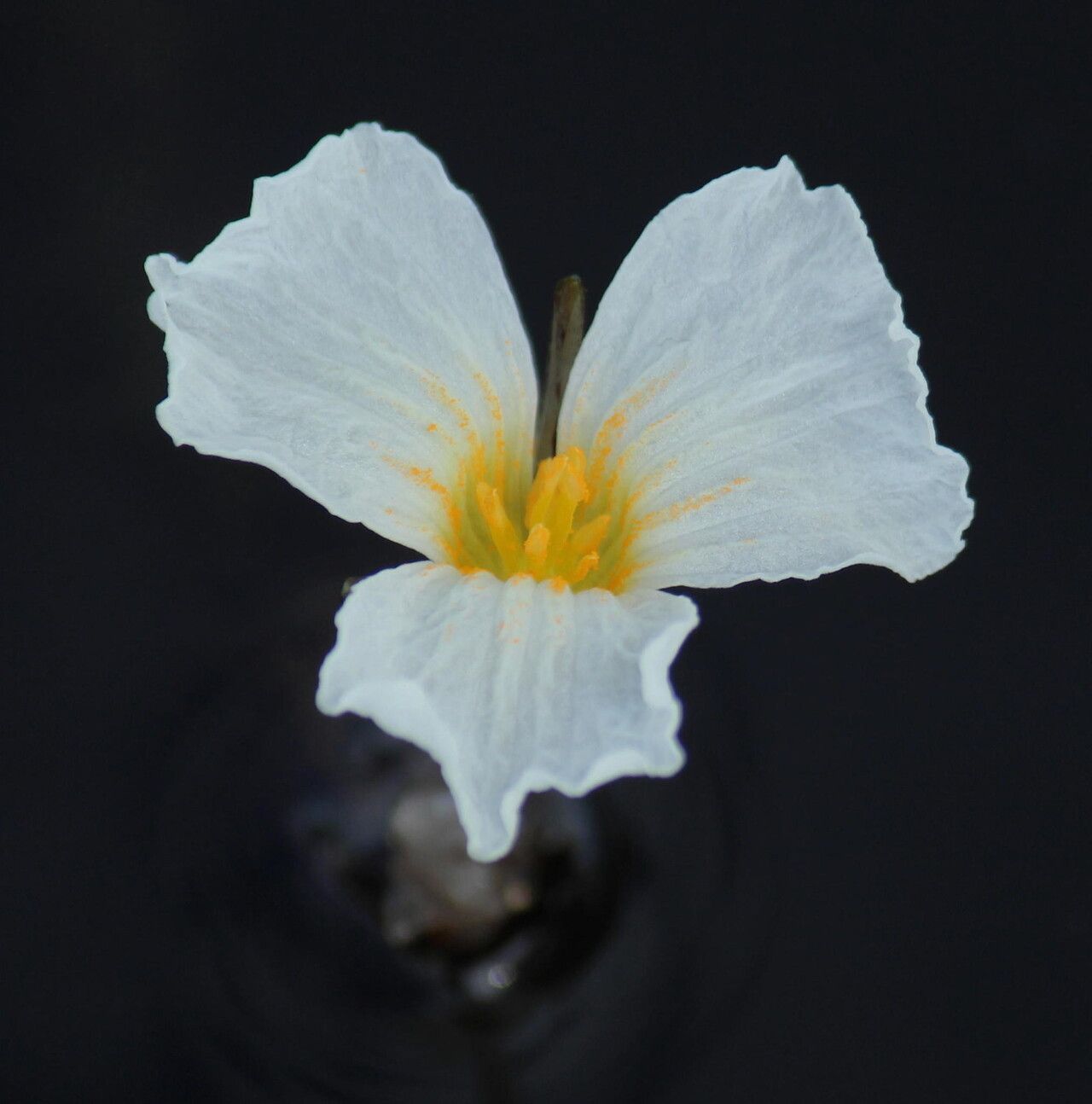Ottelia muricata flower