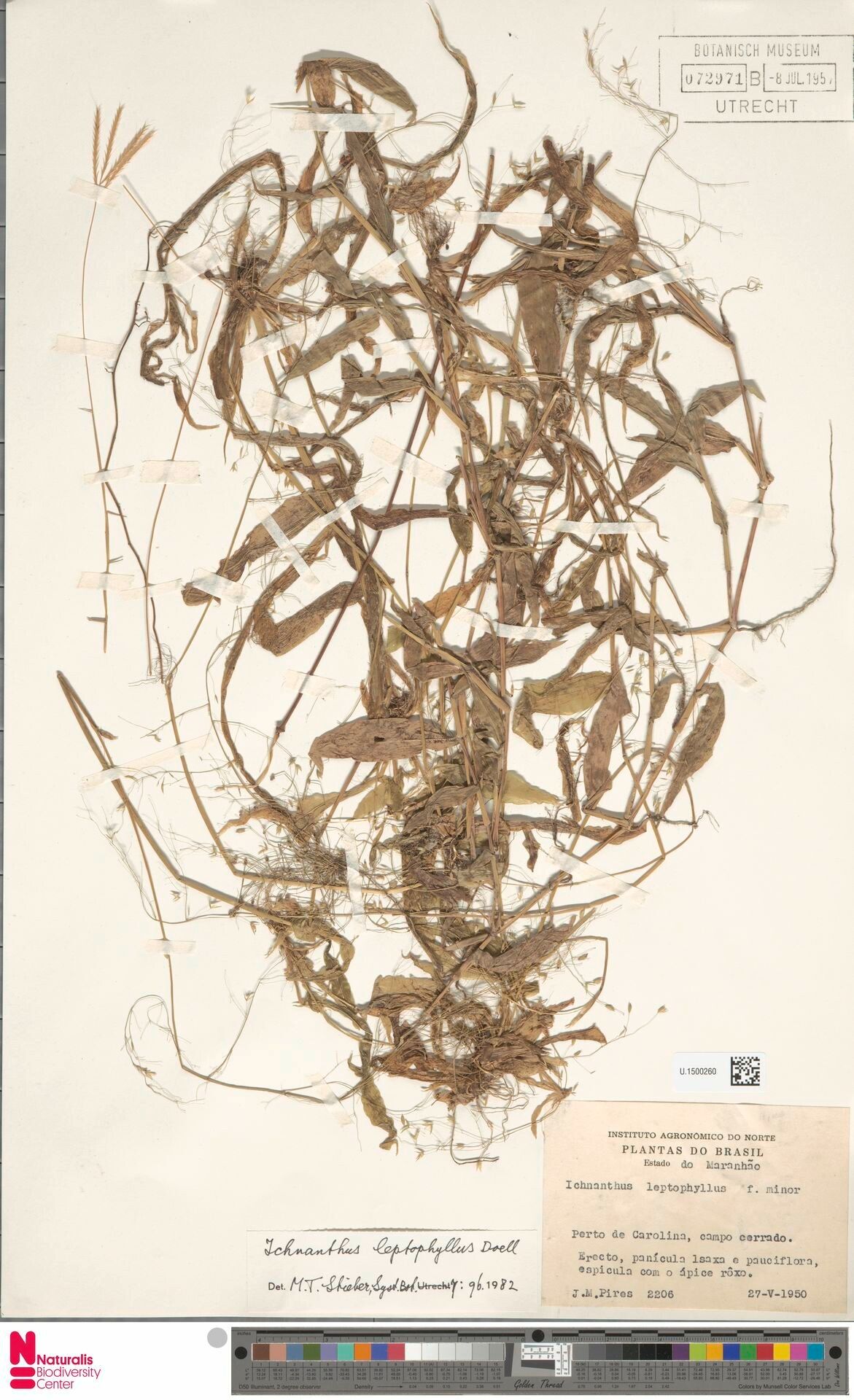 Ichnanthus leptophyllus — related species from the same genus