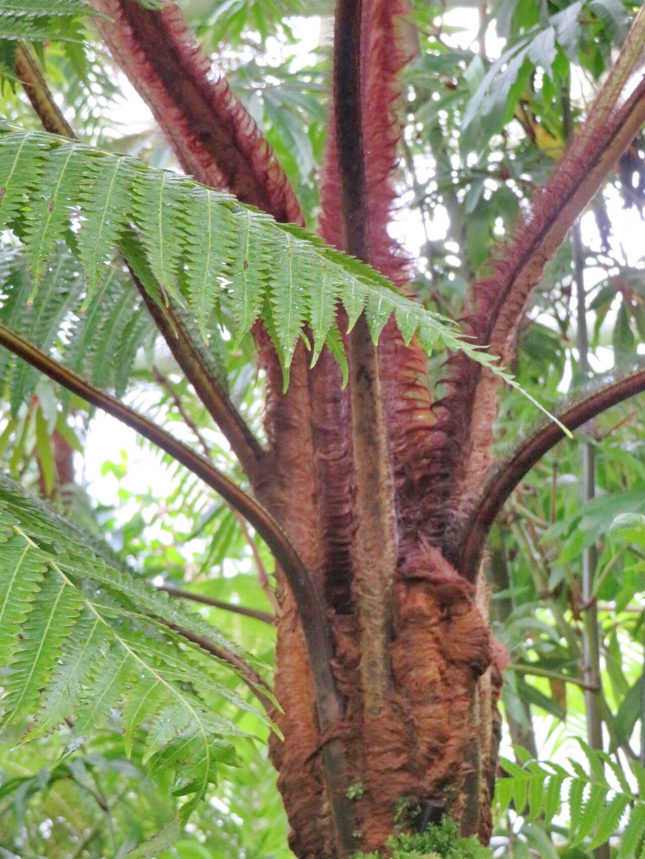 Cibotium chamissoi bark