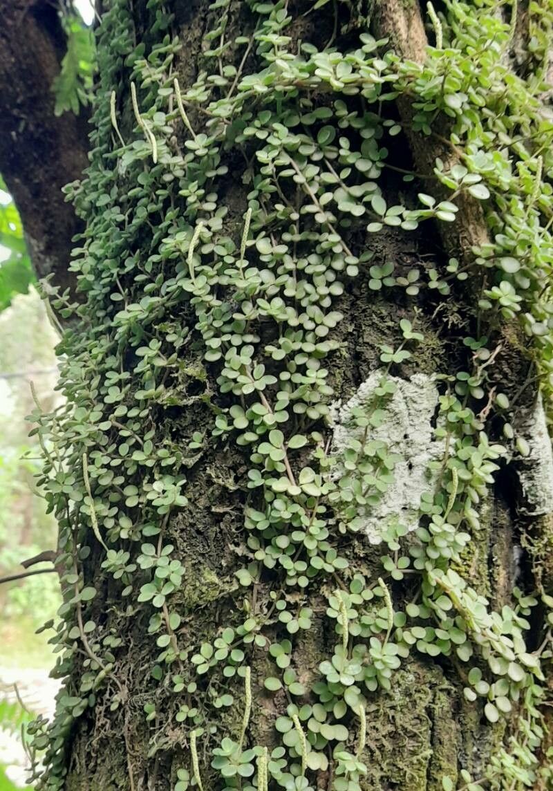 Peperomia lorentzii habit