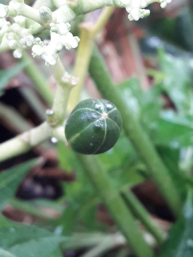 Cnidoscolus aconitifolius fruit