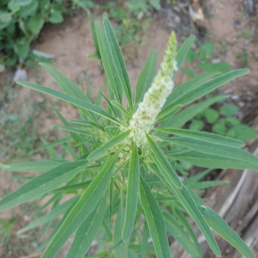 Amaranthus fimbriatus habit