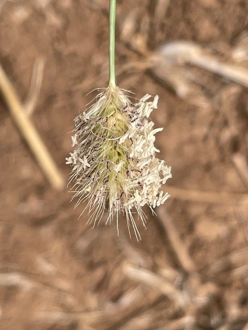 Cenchrus mezianus flower