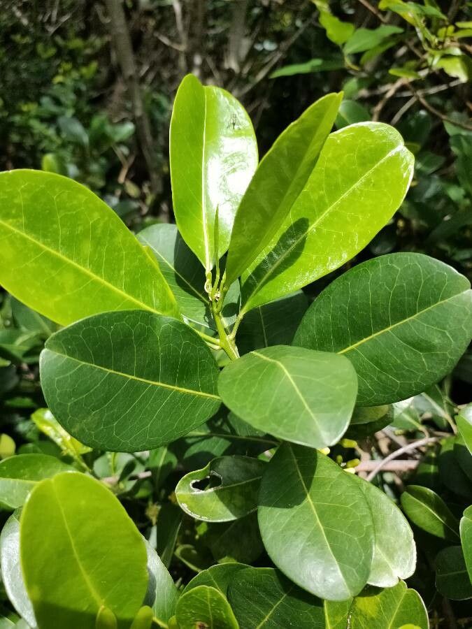 Acronychia imperforata leaf
