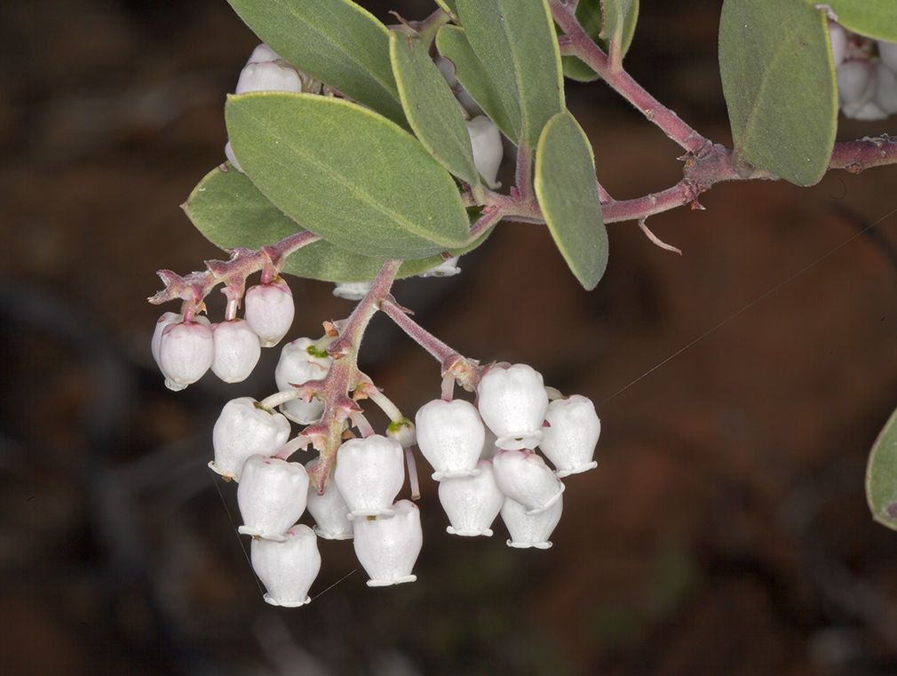 Arctostaphylos bakeri — related species from the same genus