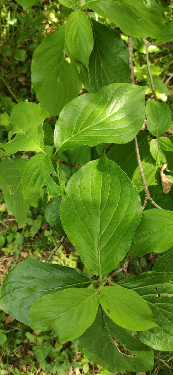 Cornus nuttallii leaf