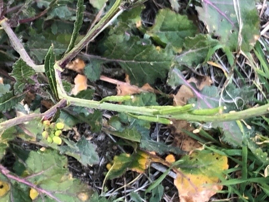 Brassica nigra fruit