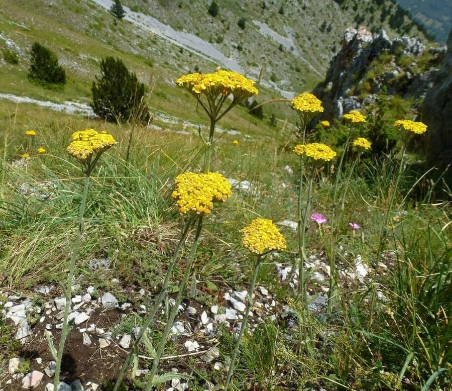 Achillea holosericea flower