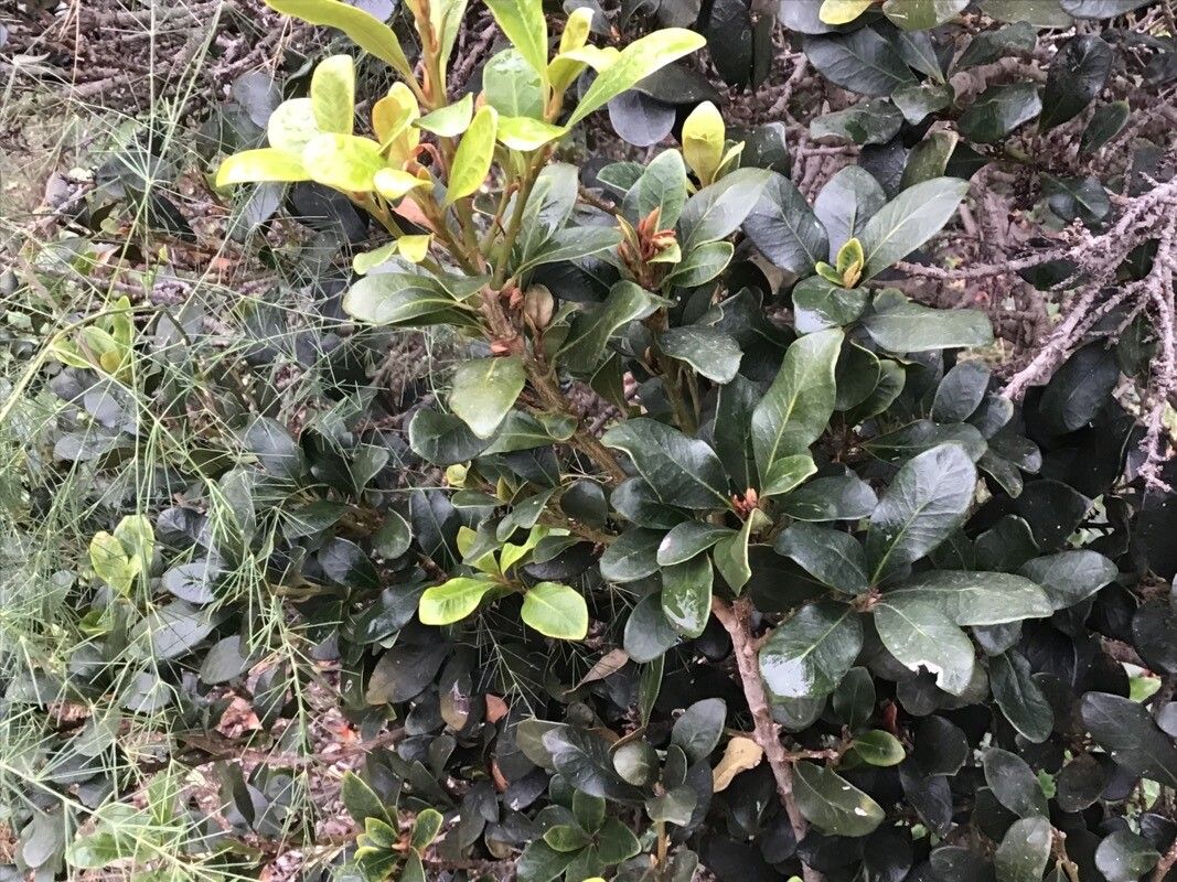 Heberdenia excelsa — houseplant care guide