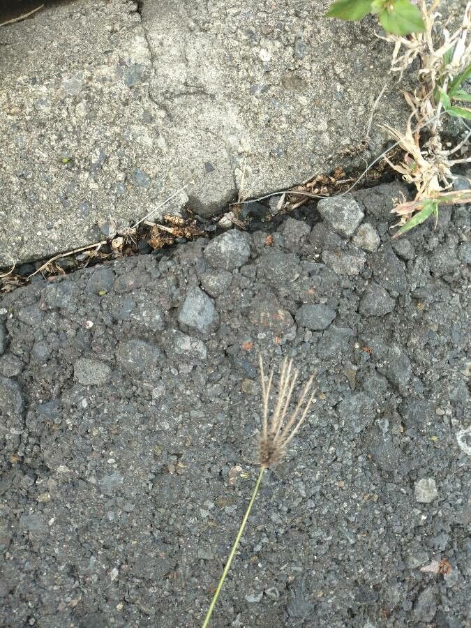 Chloris barbata flower