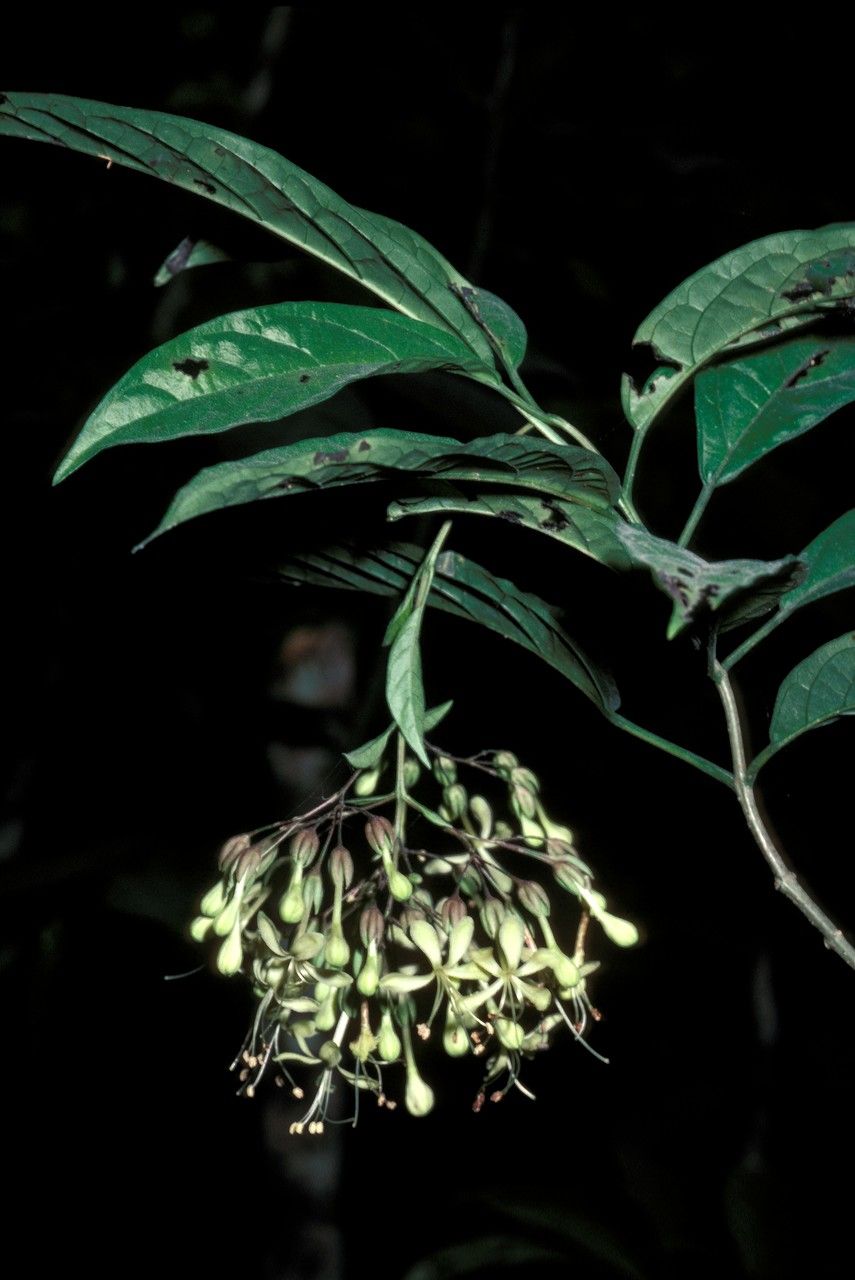 Clerodendrum henryi — houseplant care guide