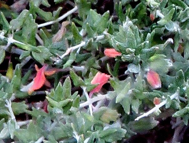 Teucrium subspinosum flower