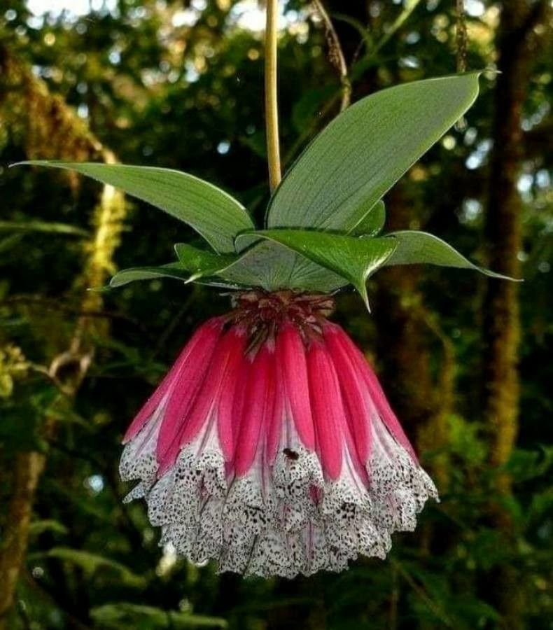 Bomarea pardina — search result for 'Bomarea'