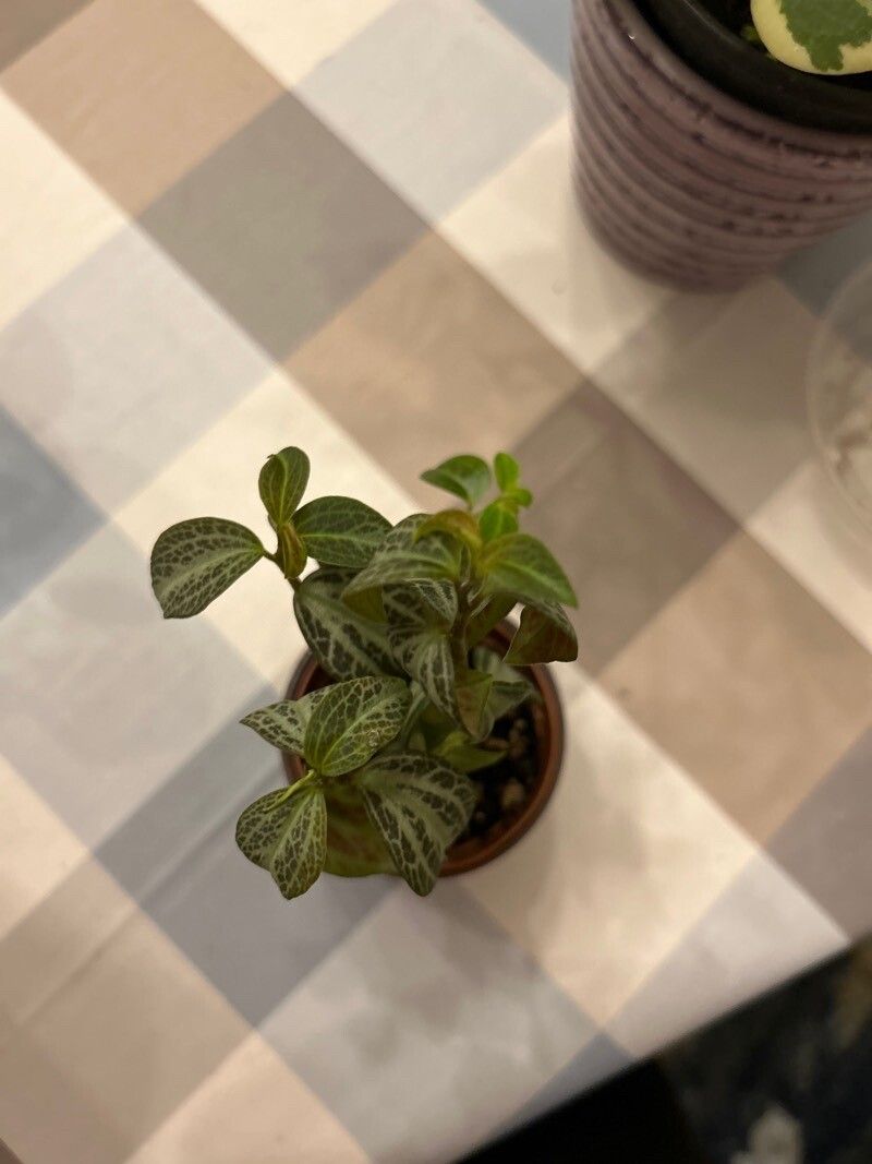 Peperomia trinervis — search result for 'Peperomia'
