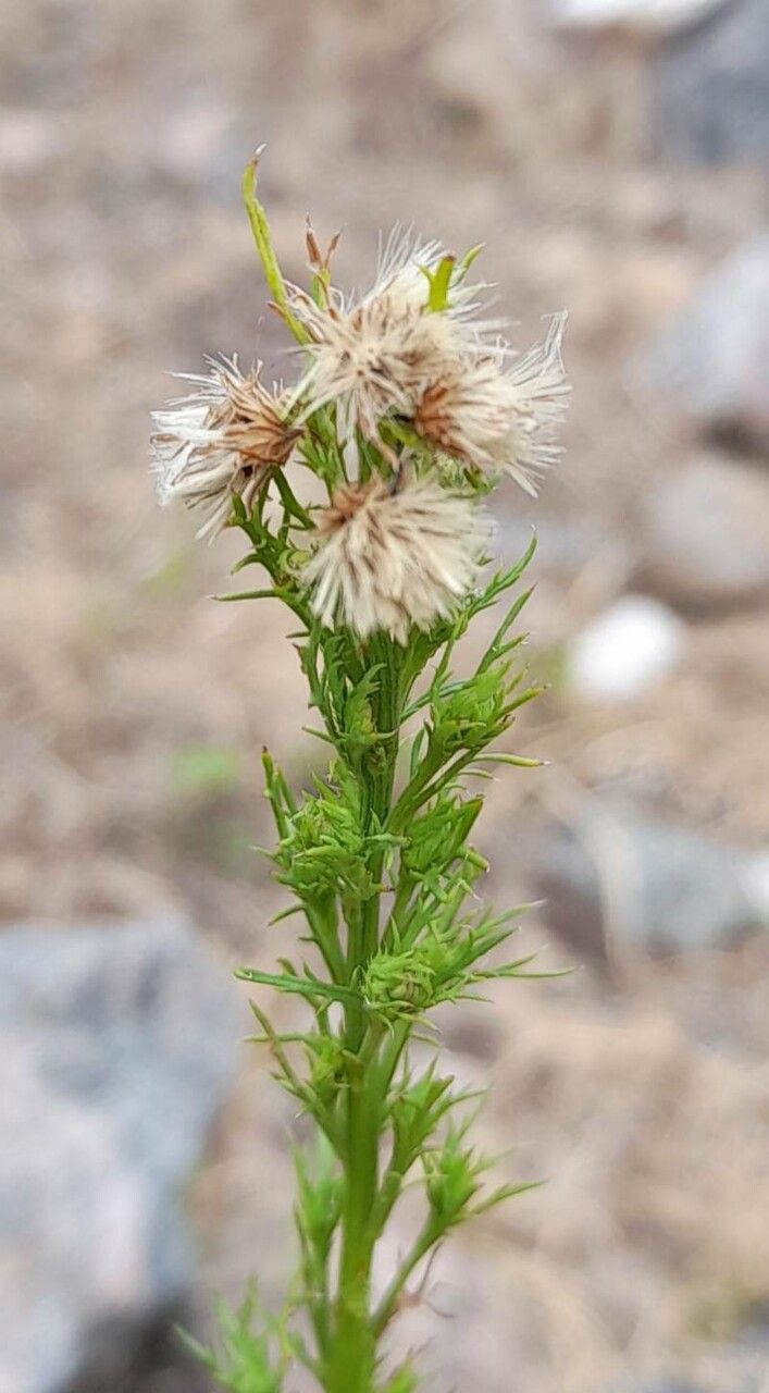 Baccharis ulicina fruit