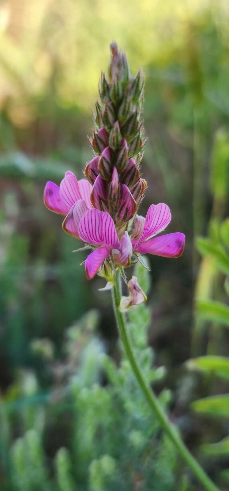 Onobrychis lunata flower