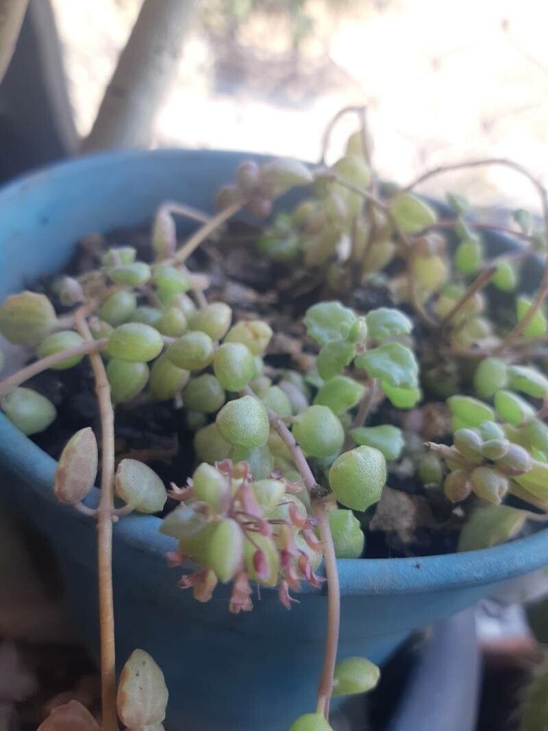 Coleus prostratus flower