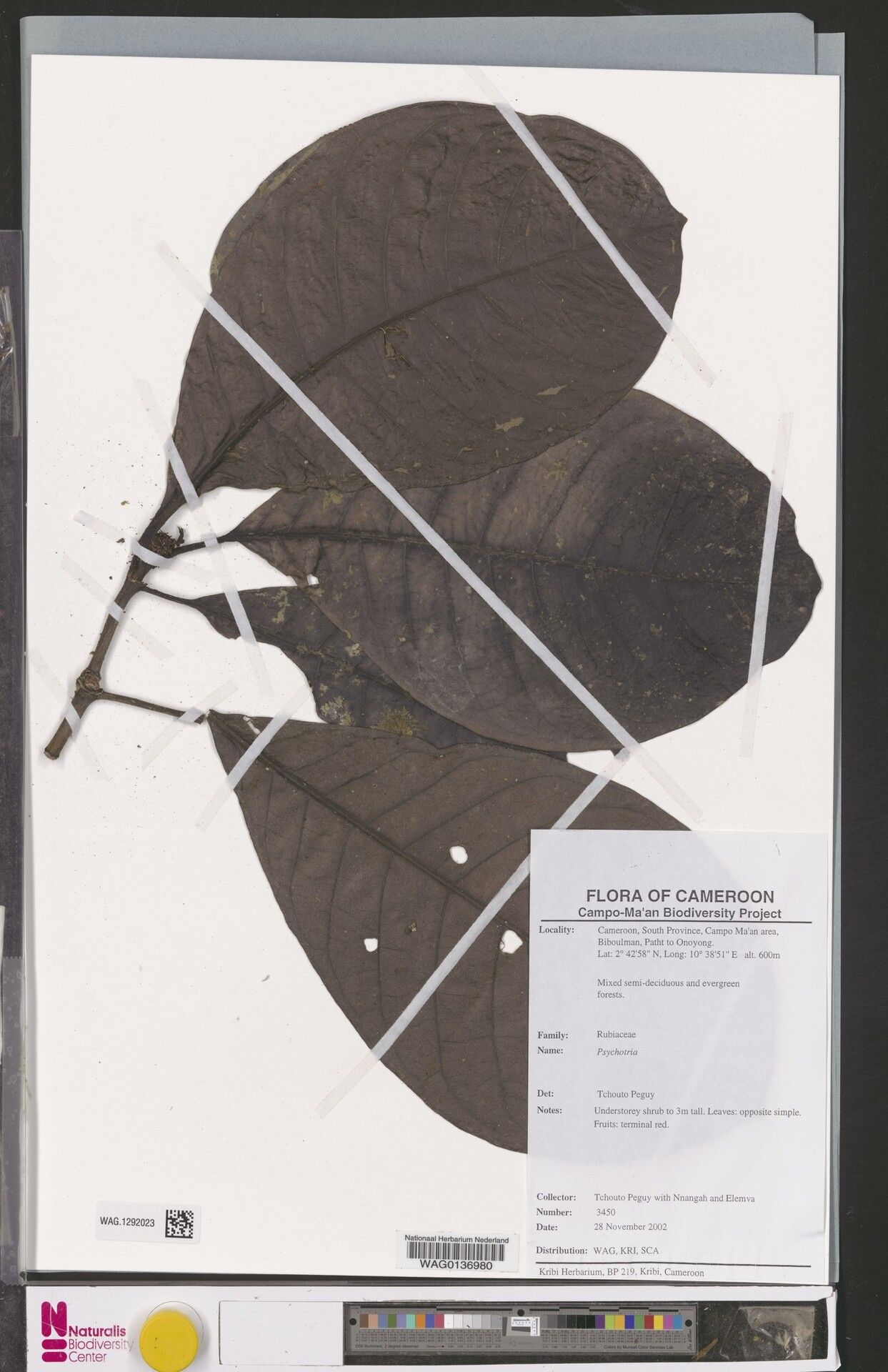 Psychotria longicalyx — houseplant care guide