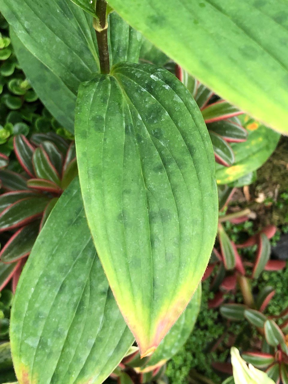 Tricyrtis formosana leaf