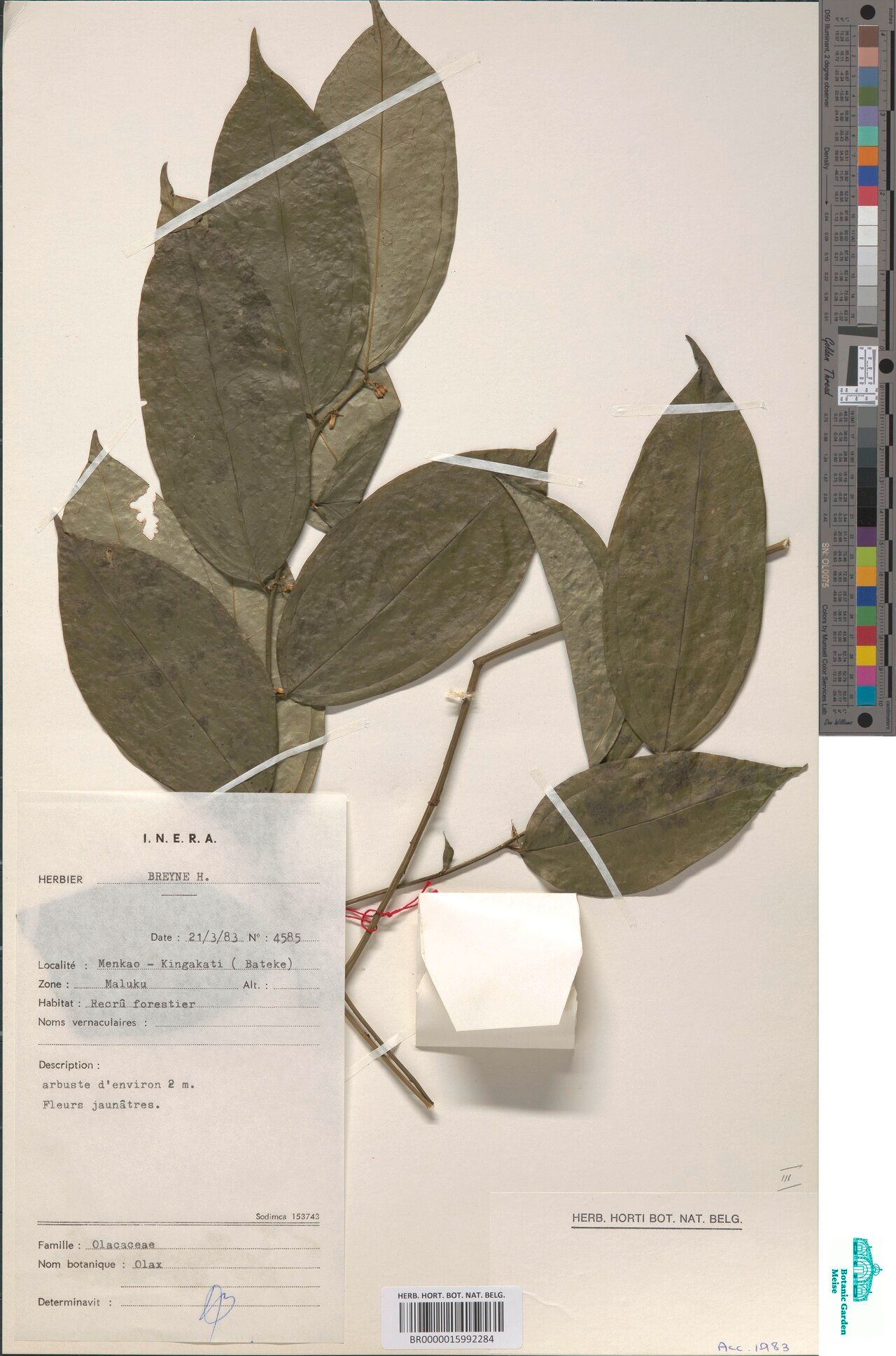 Olax aschersoniana — related species from the same genus