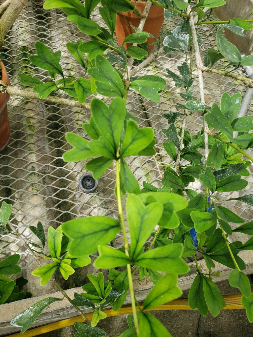 Heptapleurum emarginatum — search result for 'Heptapleurum'