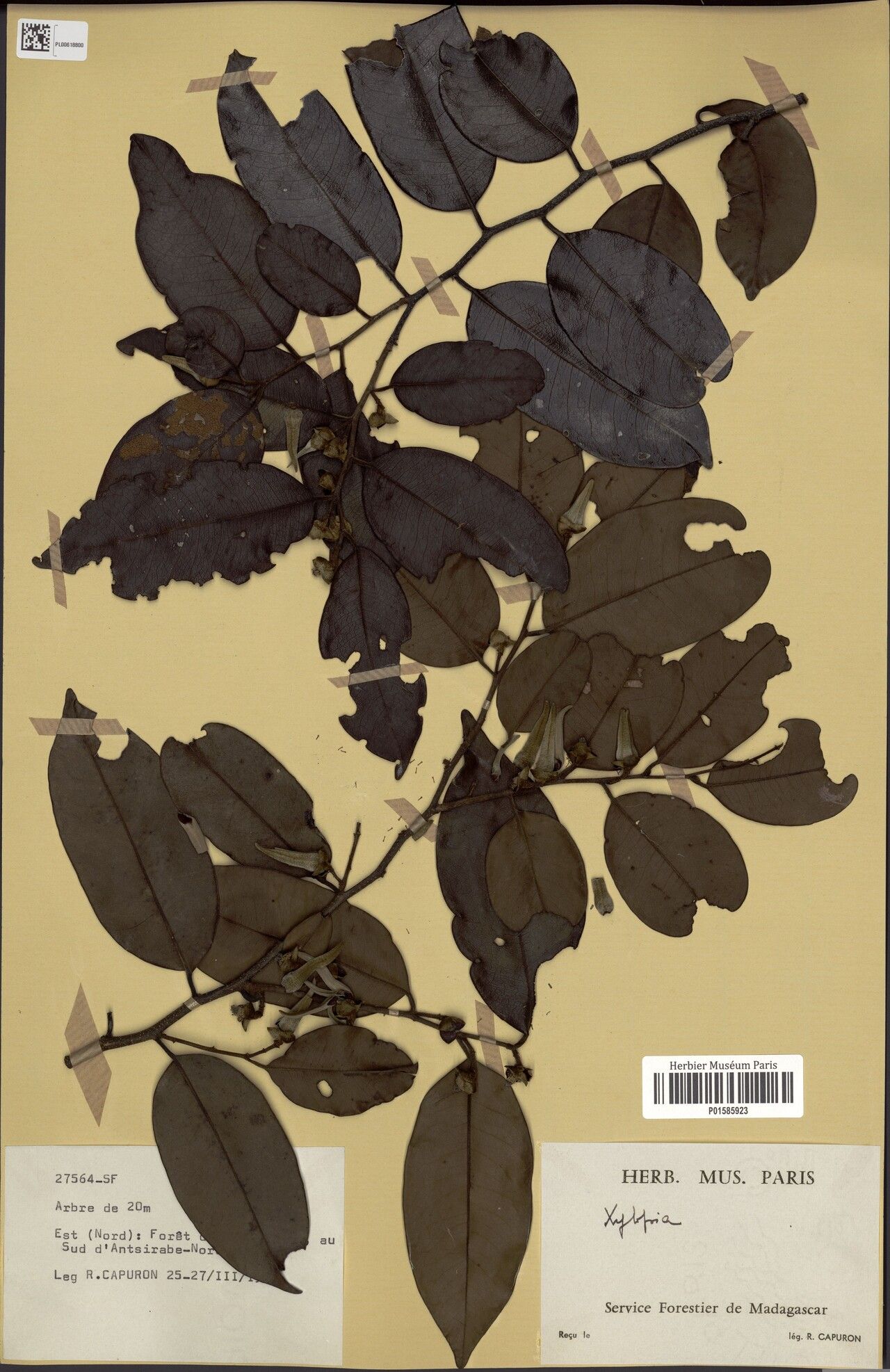 Xylopia carinata — search result for 'Xylopia'