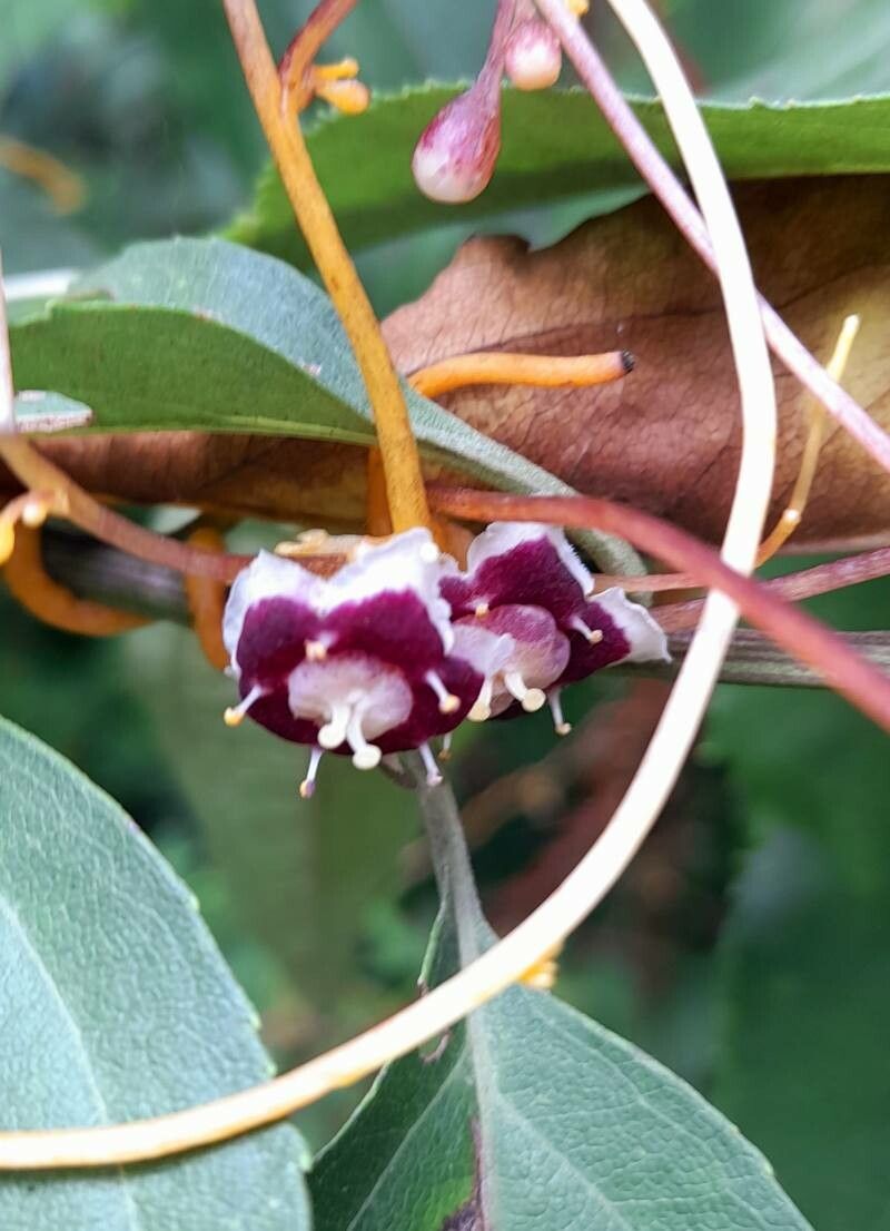 Cuscuta grandiflora — search result for 'Cuscuta'