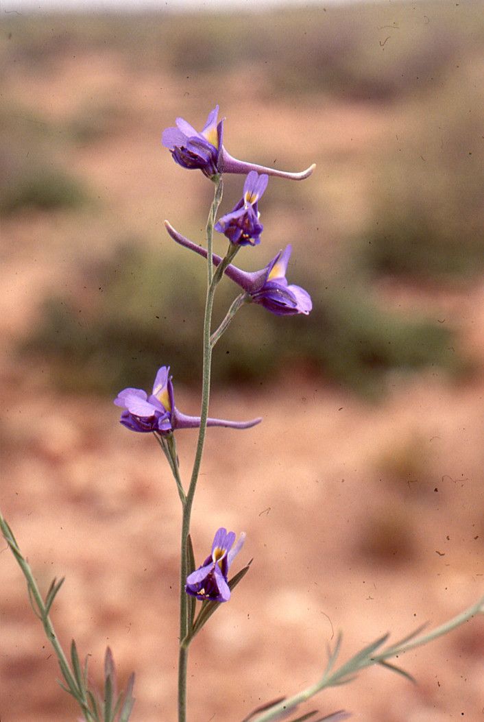 Delphinium obcordatum — houseplant care guide