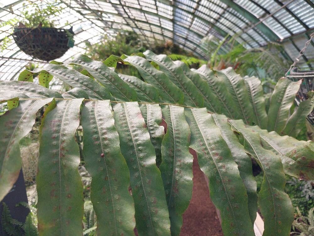 Drynaria laurentii — search result for 'Drynaria'