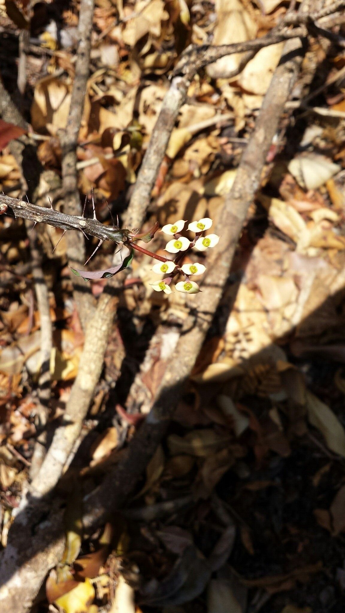 Euphorbia roseana — houseplant care guide