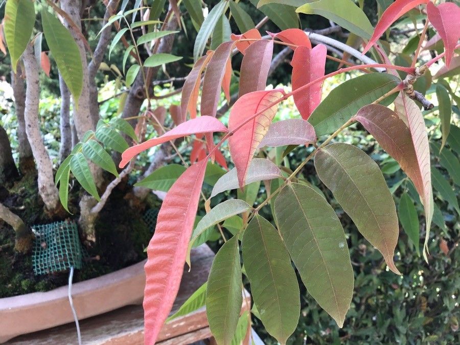 Rhus succedanea leaf