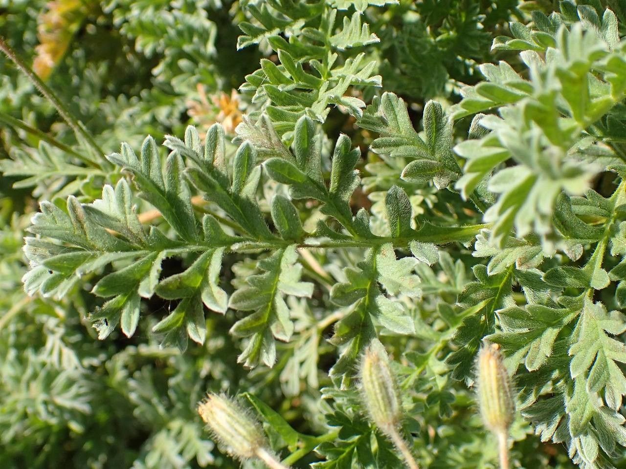 Erodium chrysanthum — search result for 'Erodium'
