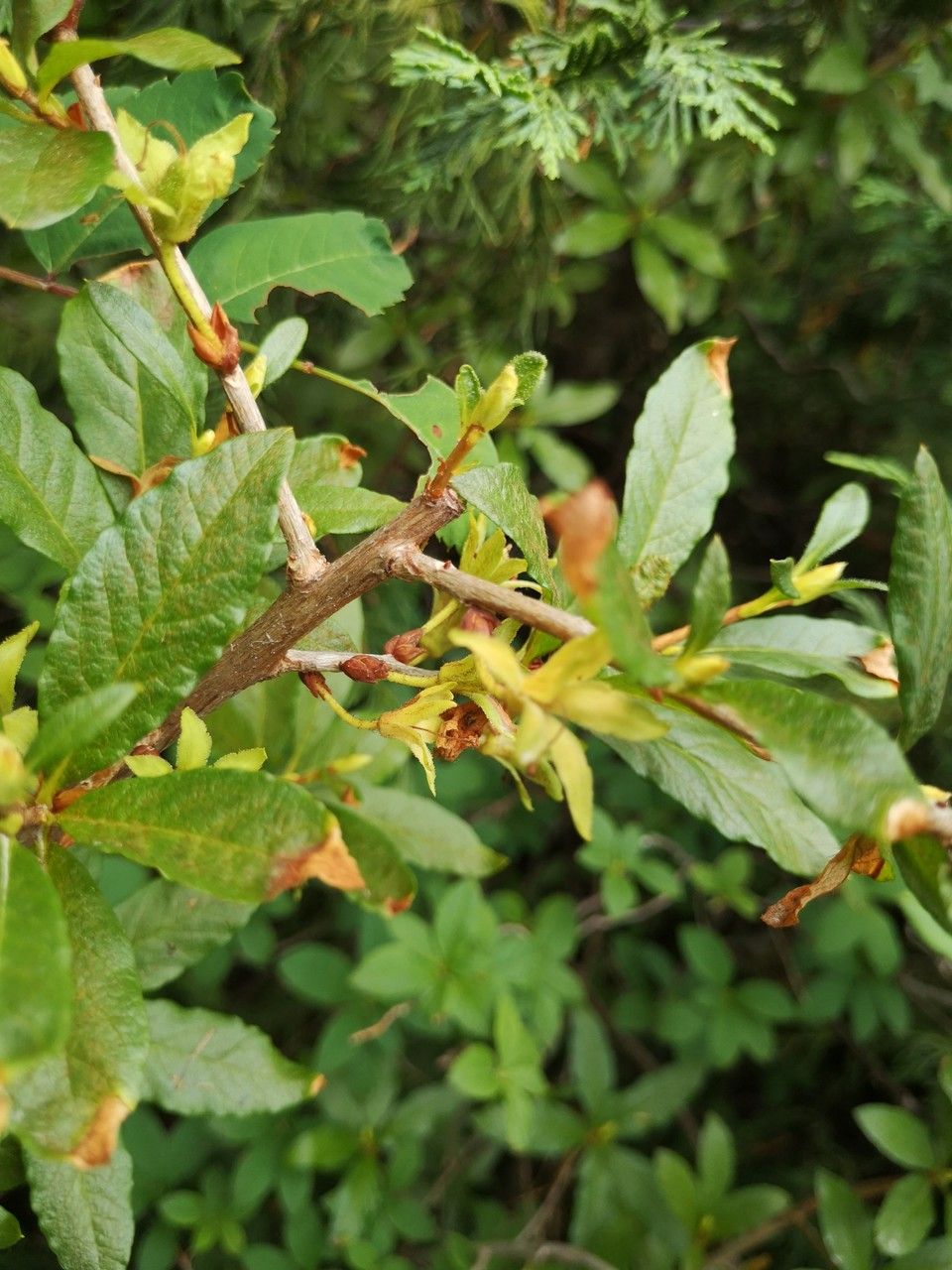 Rhododendron albiflorum habit