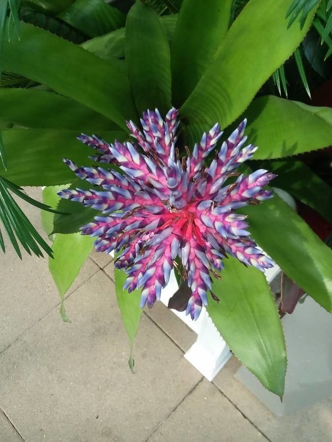 Aechmea fendleri leaf