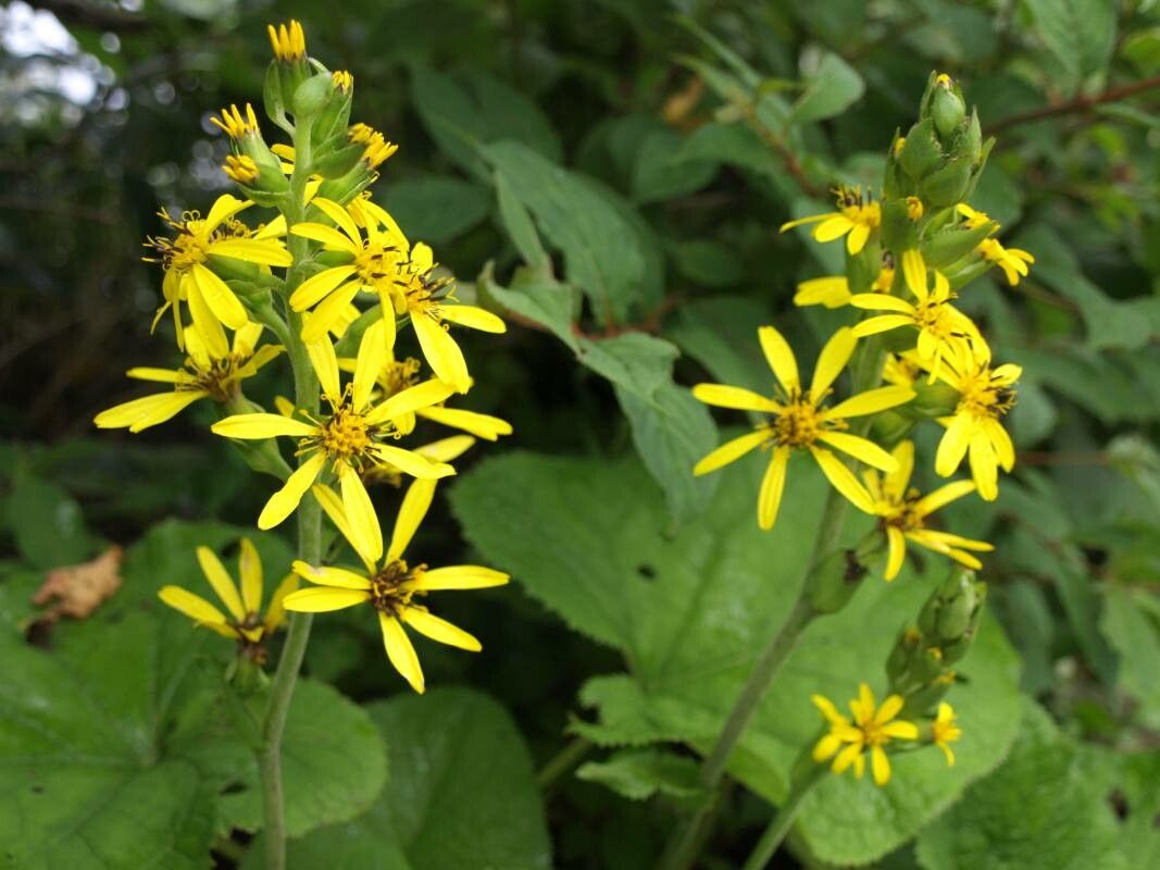 Ligularia fischeri