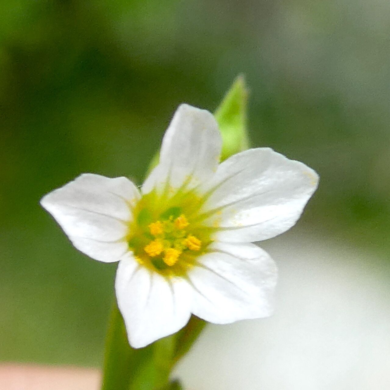 Linum catharticum flower