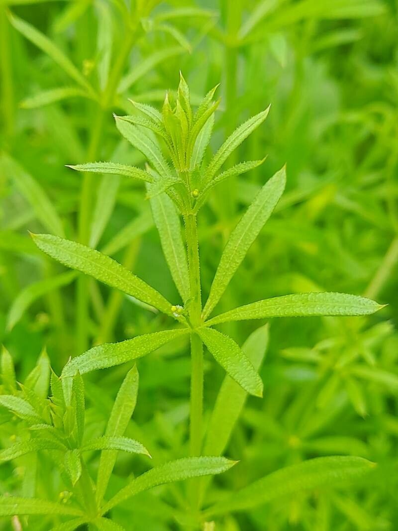 Galium spurium leaf