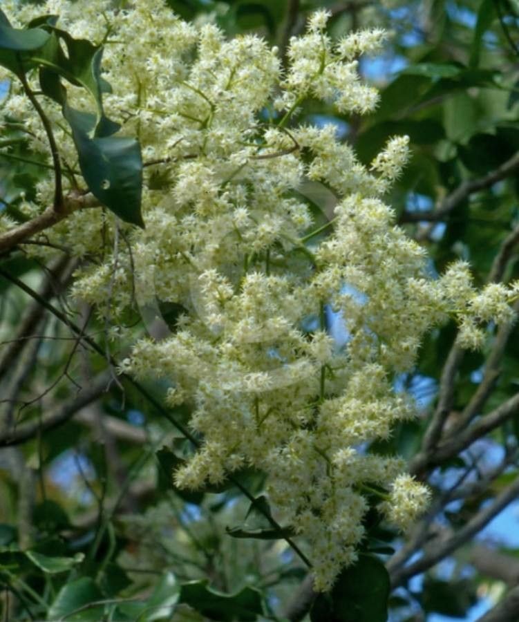 Pentaceras australis — houseplant care guide