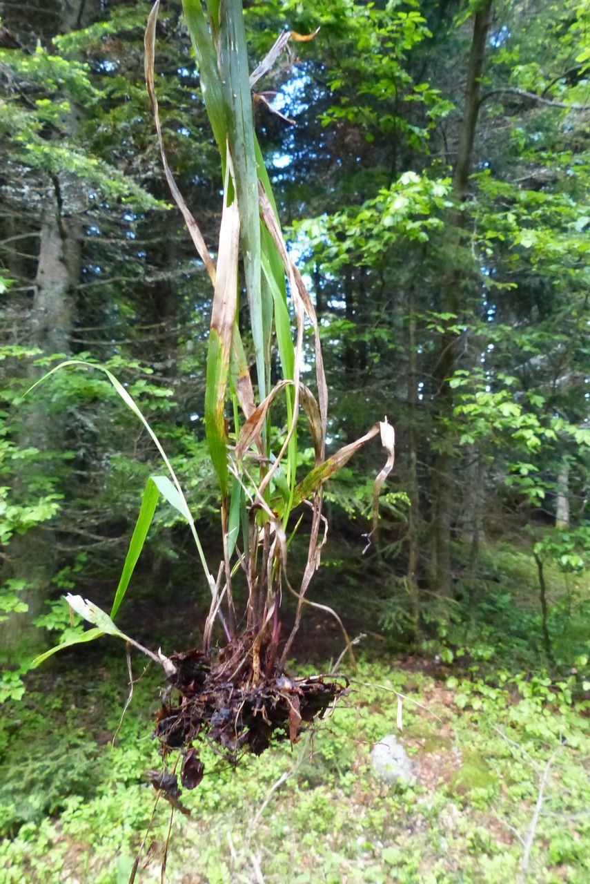 Calamagrostis villosa — search result for 'Calamagrostis'