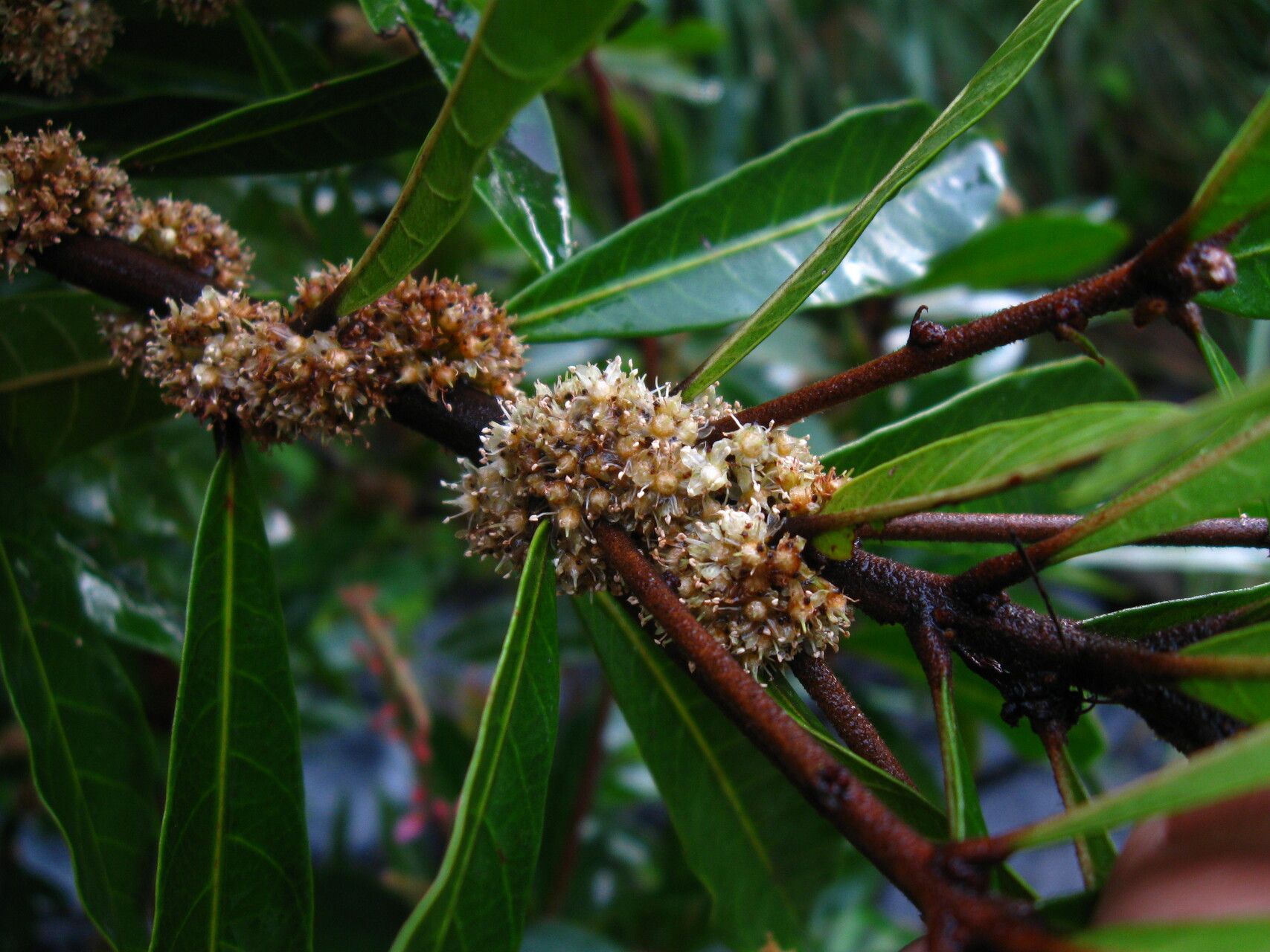 Synsepalum passargei — houseplant care guide