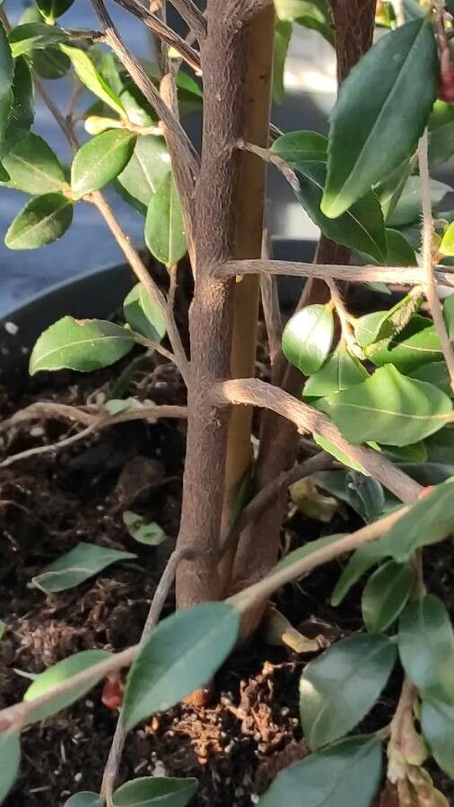 Camellia rosthorniana bark