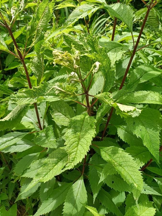 Eutrochium purpureum leaf
