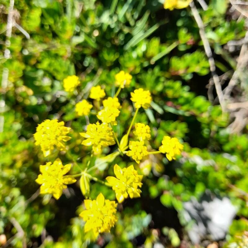 Bupleurum alpigenum flower