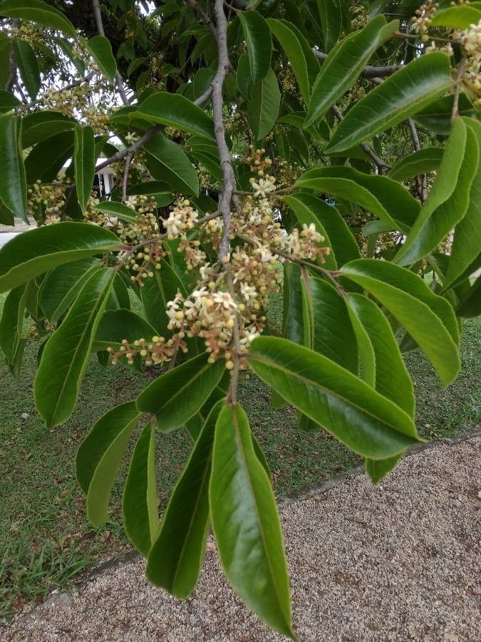 Nectandra membranacea — search result for 'Nectandra'