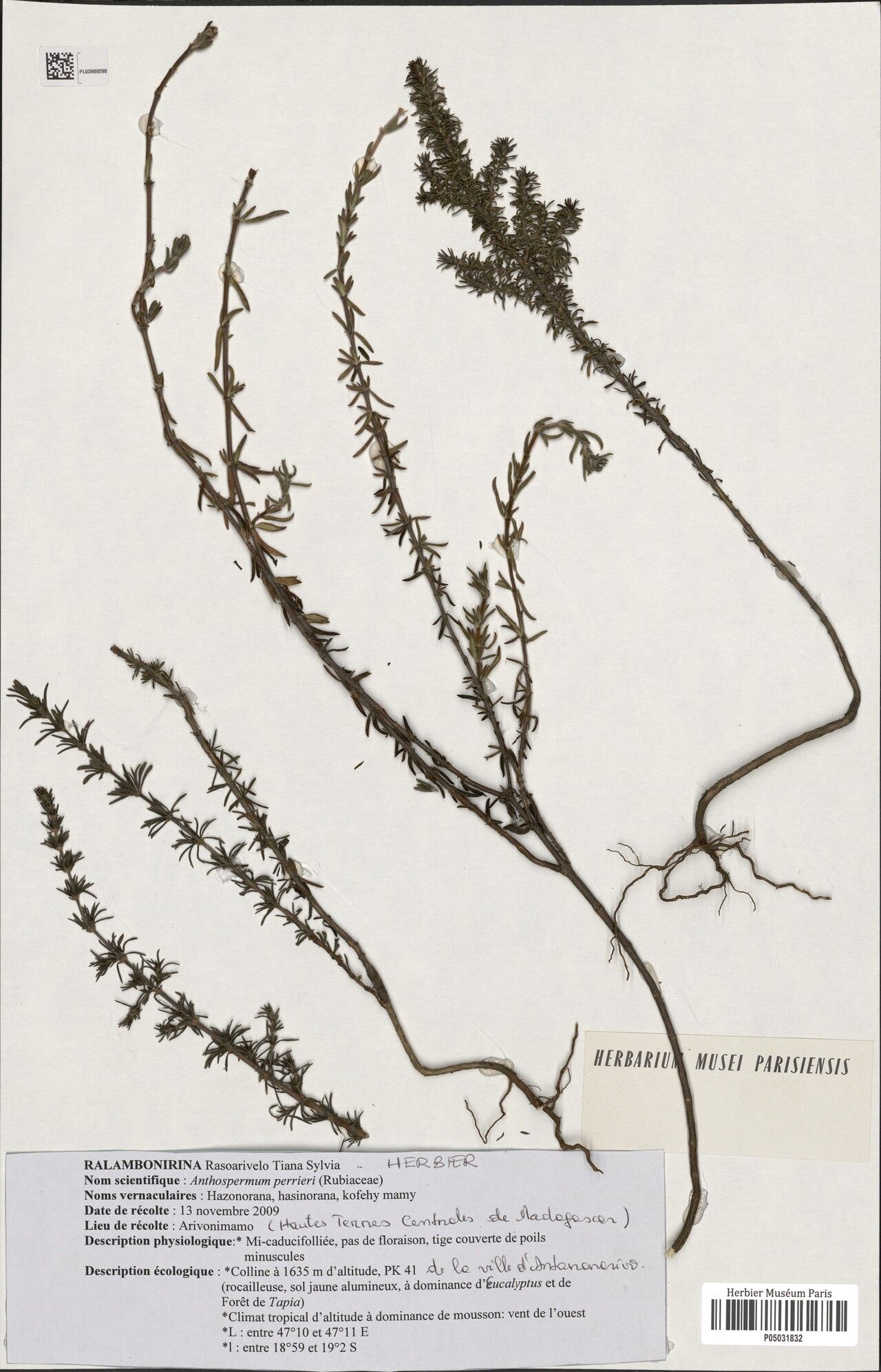 Anthospermum perrieri — houseplant care guide