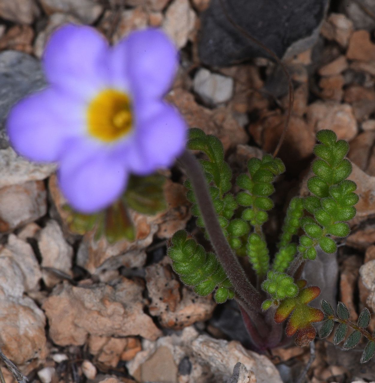Phacelia fremontii flower