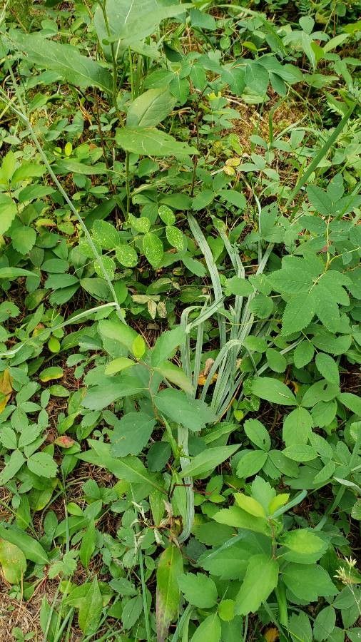 Anticlea elegans leaf