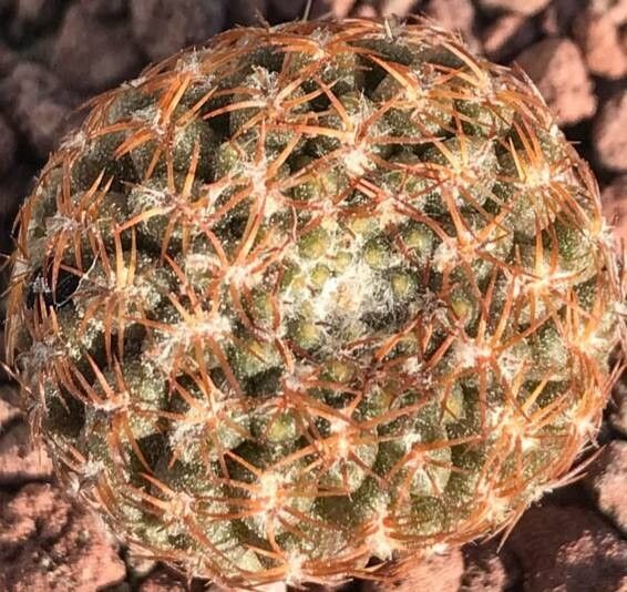 Eriosyce glabrescens — houseplant care guide