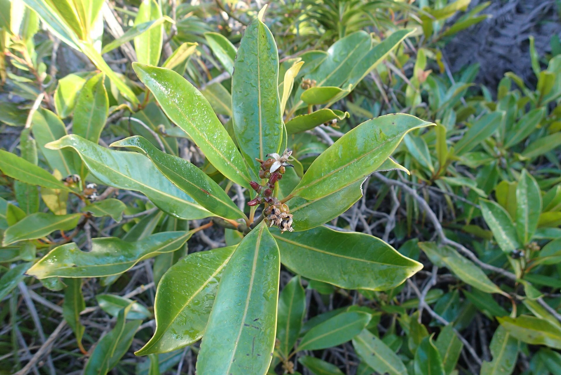 Gynochthodes kanalensis habit