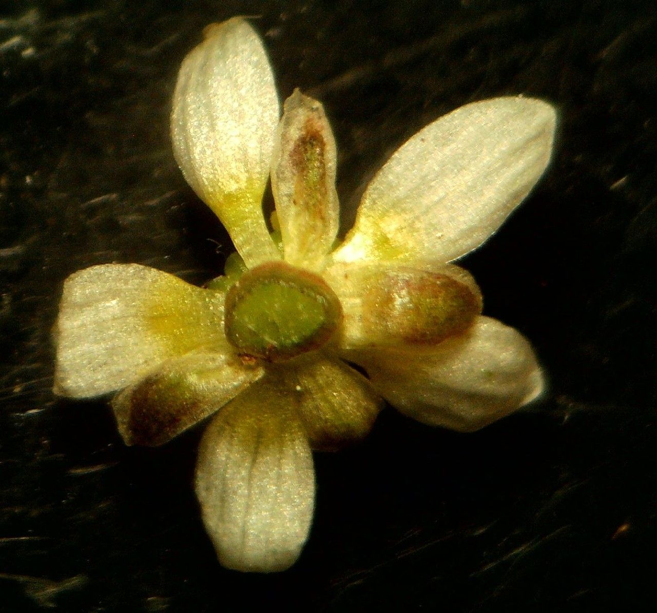 Ranunculus hederaceus fruit